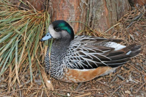 Sviyaz luxury: voice, zdjęcie, opis Sviyaz luxury: voice, zdjęcie, opis